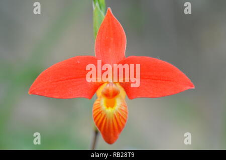 Blühende Orchidee. Blühende Orchidee. Virágzó Orchidea. Stockfoto