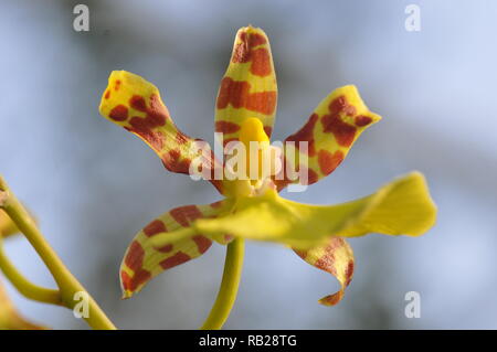 Blühende Orchidee. Blühende Orchidee. Virágzó Orchidea. Stockfoto