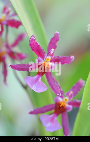 Blühende Orchidee. Blühende Orchidee. Virágzó Orchidea. Stockfoto
