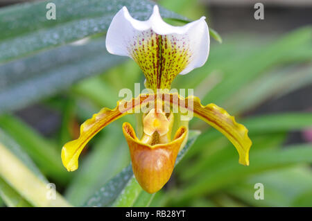 Blühende Orchidee. Blühende Orchidee. Virágzó Orchidea. Paphiopedilum Stockfoto