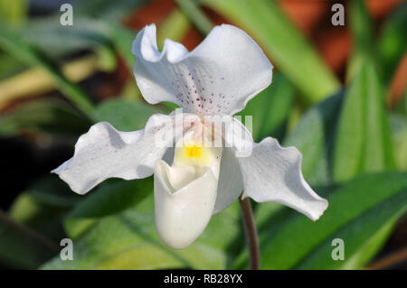 Blühende Orchidee. Blühende Orchidee. Virágzó Orchidea. Paphiopedilum Stockfoto