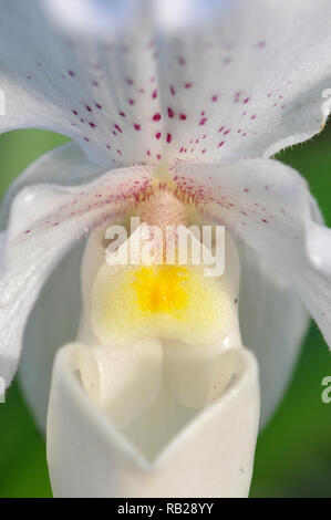 Blühende Orchidee. Blühende Orchidee. Virágzó Orchidea. Paphiopedilum Stockfoto