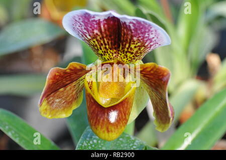 Blühende Orchidee. Blühende Orchidee. Virágzó Orchidea. Paphiopedilum Stockfoto