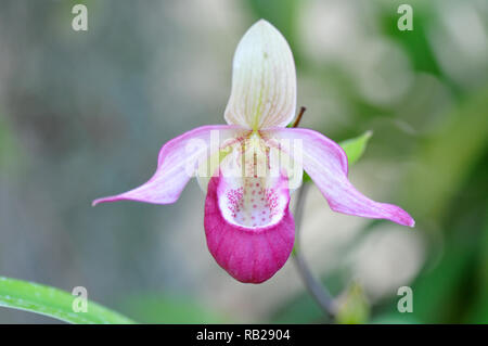 Blühende Orchidee. Blühende Orchidee. Virágzó Orchidea. Paphiopedilum Stockfoto