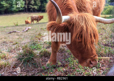 Nahaufnahme des zottigen Schottischen Hochlandrinder auf der sonnenbeschienenen Wiese. Stockfoto