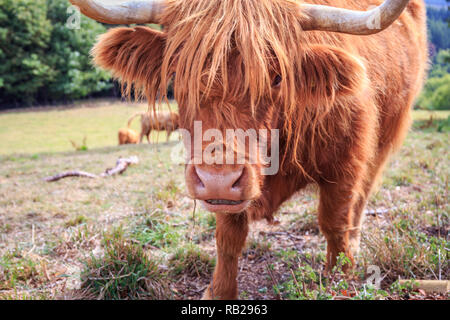 Nahaufnahme des zottigen Schottischen Hochlandrinder auf der sonnenbeschienenen Wiese. Stockfoto