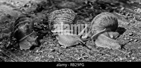 Drei Schnecken in einer Reihe Stockfoto