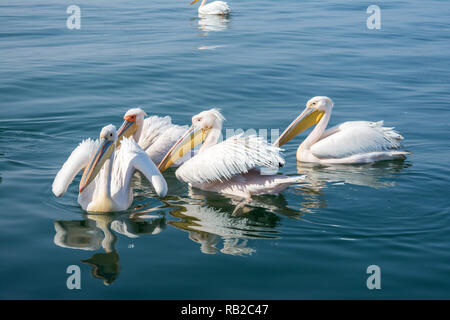 Eastern White Pelican, Große weiße Pelikan, Pelecanus onocrotalus, Walvis Bay, Namibia Stockfoto