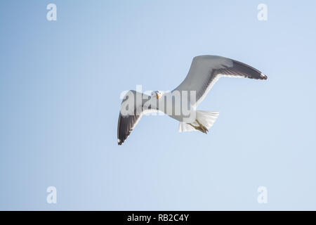 Kap Gull, Larus dominicanus vetula, Fliegen, Walvis Bay, Namibia Stockfoto