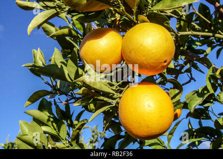 Reife Orangen am Baum, Valencia, Spanien Stockfoto