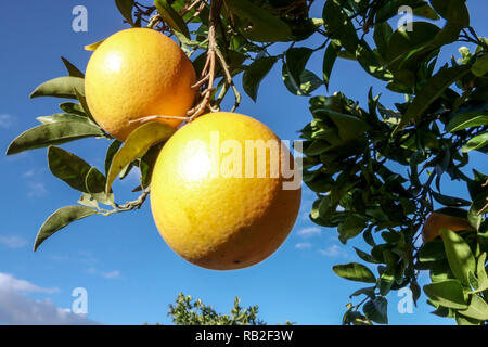 Reife Orangen auf Sonnenschein, Valencia, Spanien Stockfoto