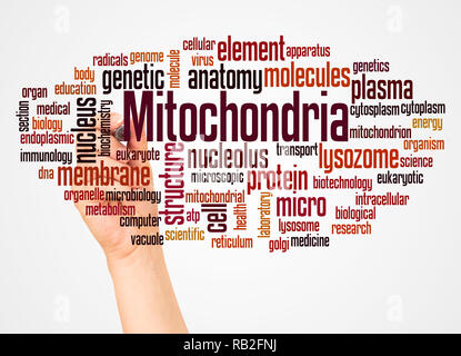 Mitochondrien Wort cloud und Hand mit Marker Konzept auf weißem Hintergrund. Stockfoto