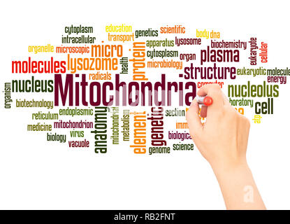 Mitochondrien Wort cloud hand Konzept Schrift auf weißen Hintergrund. Stockfoto