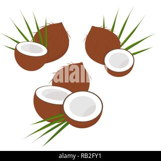 Kokosnuss mit Hälfte und Blätter. Sammlung von verschiedenen Kokosnuss. Vector Illustration auf weißem Hintergrund Stock Vektor