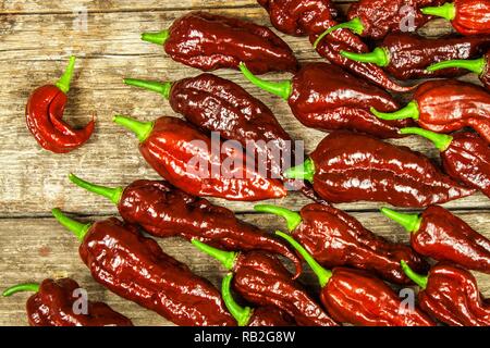 Chili auf hölzernen Hintergrund. Extra Hot Pepper Chili Naga Bhut Jolokia Chocolate. roh essen. Verkauf Chili. Stockfoto