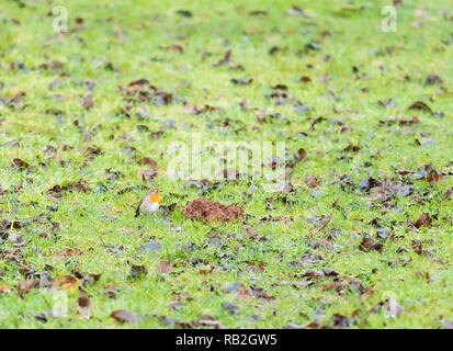 Robin (Erithacus Rubecula) auf nassem Gras an frisch gedreht Boden suchen, Bodenham Herefordshire UK. Dezember 2018 Stockfoto