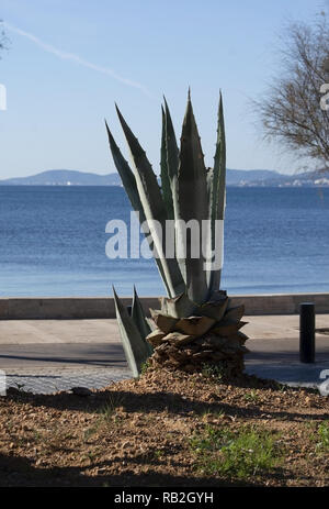 Aloe Vera Pflanze an einem sonnigen Tag im Dezember auf Mallorca, Spanien Stockfoto