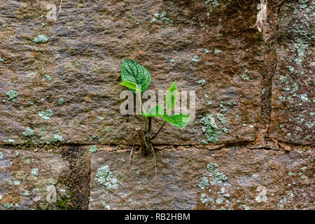 Pflanze entwickelt sich ein Riss in der Wand - Überwinden von Schwierigkeiten Konzept Stockfoto