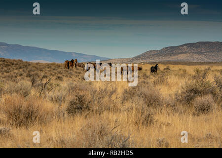 Übersicht der wilde Mustang Familie in der hohen Wüste in Nevada, USA, mit reichlich Speicherplatz kopieren Stockfoto