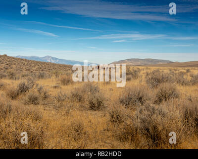 Überblick über hohe Wüste in Nevada, USA, mit wilden Mustangs in der Ferne und viel Platz kopieren Stockfoto