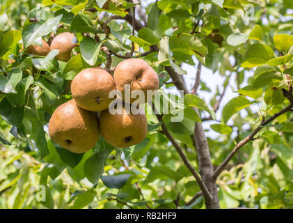 Reif Bosc Sorte birnen auf einem Ast. Kaiser Birnen Stockfoto