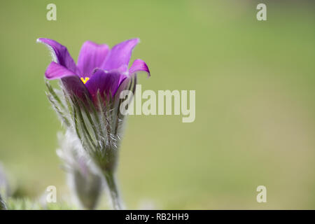 Pulsatilla pratensis, kleine Pasque flower ist eine Art der Gattung Pulsatilla, beheimatet in Mittel- und Osteuropa, von Südosten Norwegens und westliche Dänemark nach Süden und Osten nach Bulgarien. Postrelrel Stockfoto