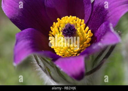 Pulsatilla pratensis, kleine Pasque flower ist eine Art der Gattung Pulsatilla, beheimatet in Mittel- und Osteuropa, von Südosten Norwegens und westliche Dänemark nach Süden und Osten nach Bulgarien. Postrelrel Stockfoto