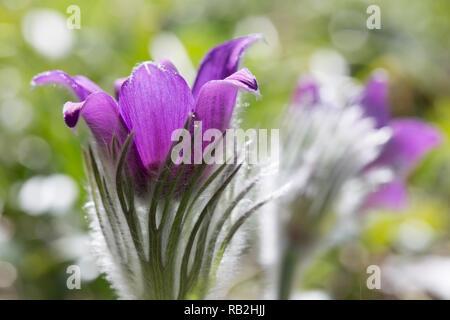 Pulsatilla pratensis, kleine Pasque flower ist eine Art der Gattung Pulsatilla, beheimatet in Mittel- und Osteuropa, von Südosten Norwegens und westliche Dänemark nach Süden und Osten nach Bulgarien. Postrelrel Stockfoto