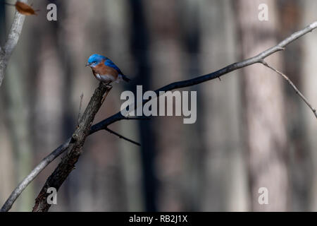 Eastern Bluebird (Sialia sialis) hocken im Baum. Stockfoto