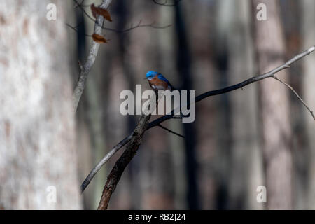 Eastern Bluebird (Sialia sialis) hocken im Baum. Stockfoto