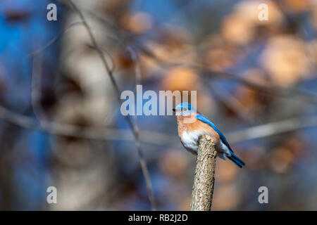 Eastern Bluebird (Sialia sialis) hocken im Baum. Stockfoto