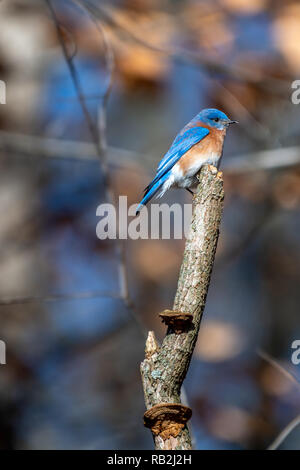 Eastern Bluebird (Sialia sialis) hocken im Baum. Stockfoto