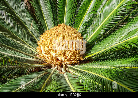 Sago Palm, Cycas Revoluta – Botanischer Garten Elche Spanien Gymnosperm weiblich Stockfoto