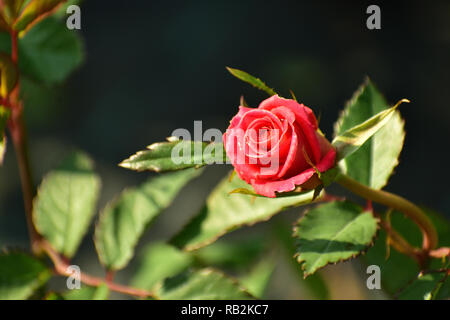 Schöne Rose Blume blühen im Garten Stockfoto