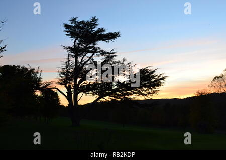 Silhouette eines beschädigten Zedern des Libanon Baum auf Darenth Valley Golf Course, Shoreham, Kent, nach einem Sonnenuntergang im Oktober Stockfoto