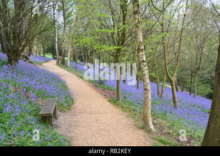 Bluebells des National Trust Emmetts Garden und Scord's Wood auf der Greensand Grat der North Downs in Kent, Ende April 2018 Stockfoto