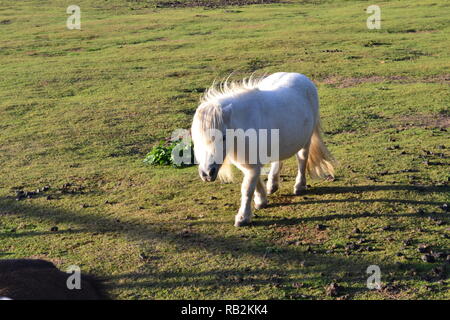 Eine weiße Shetland pony ein Feld an Christmas Tree Farm, einen Kinderbauernhof in das Downe, Kent, England, im frühen Herbst am späten Nachmittag Sonnenlicht Stockfoto