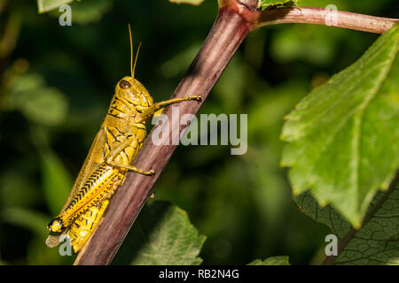 Differential Grasshopper (Melanoplus differentialis) Stockfoto