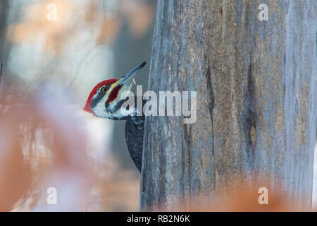Männliche Pileated Woodpecker im Winter Stockfoto