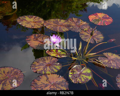 Seerose im Teich mit Kois. Stockfoto