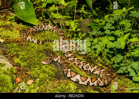 Östliche Königsnatter (Lampropeltis triangulum) Stockfoto