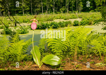 Die Pink Lady Frauenschuh (Cypripedium acaule) Stockfoto