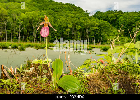 Die Pink Lady Frauenschuh (Cypripedium acaule) Stockfoto