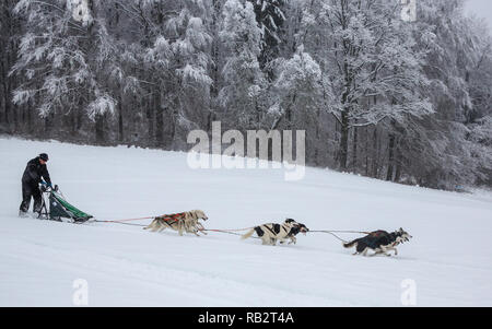 Lichtenstein Holzelfingen, Deutschland. 06 Jan, 2019. Musher Michael Ruopp Antriebe mit Schlittenhunden gezogen Pferdeschlittenfahrten durch die verschneite Landschaft auf der Schwäbischen Alb. Foto: Thomas Warnack/dpa/Alamy leben Nachrichten Stockfoto