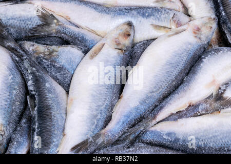 Gefrorenem Hering. Gefrorene Gruppe von Fisch. iced Atlantik Fisch. Heringe. Hering Muster. Hering Textur. Stockfoto