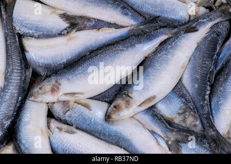 Gefrorenem Hering. Gefrorene Gruppe von Fisch. iced Atlantik Fisch. Heringe. Hering Muster. Hering Textur. Stockfoto