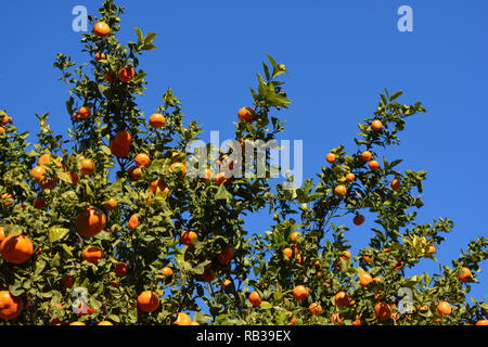 Saftig, reife Orangen wachsen auf einem Baum gegen den blauen Himmel, Javea/Xabia, Provinz Alicante, Comunidad Valencia, Spanien Stockfoto