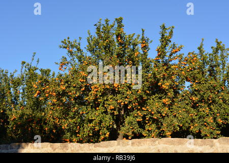 Saftig, reife Orangen wachsen auf einem Baum gegen den blauen Himmel, Javea/Xabia, Provinz Alicante, Comunidad Valencia, Spanien Stockfoto