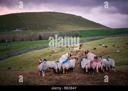 Eine Herde Swaledale-Schafe füttert an einem Futterhäuschen, das mit Heu gefüllt ist, auf einem Hügel in North Yorkshire. VEREINIGTES KÖNIGREICH Stockfoto