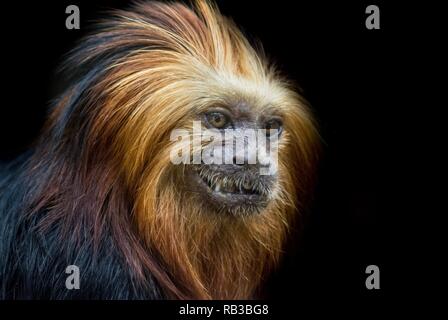 Eine Nahaufnahme Foto von einem roten Titi Monkey Stockfoto